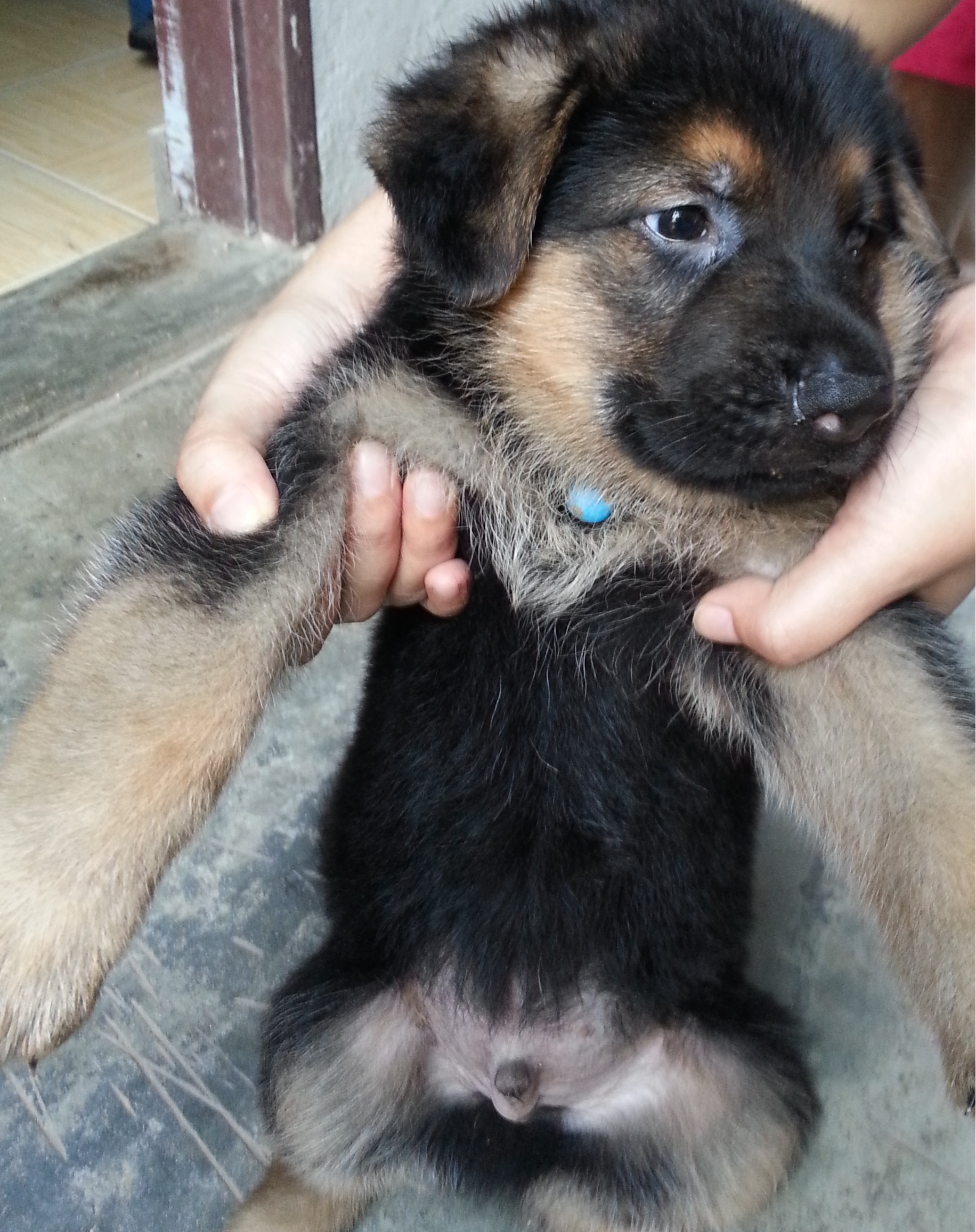 dog for sale in malaysia